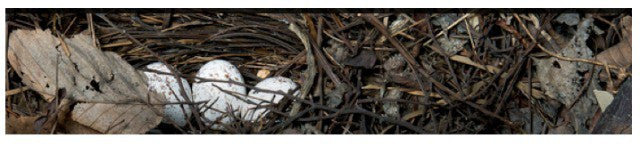 Honoring lessons from the past and bringing new ones to life