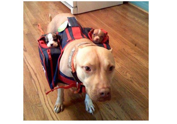 Puppy Carriers - They Are A Thing Actually