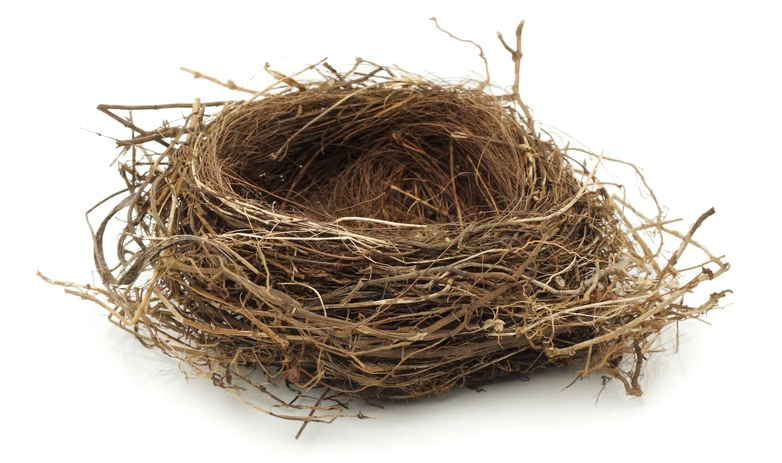Birds Nest